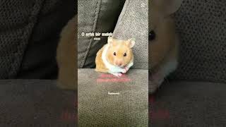 Sessiz Olun Bir Melek Uyuyor