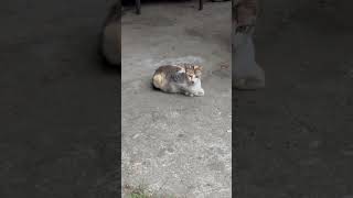 Mother Cat Yawning !! #shorts #shortvideo #cat #kitten #adorable