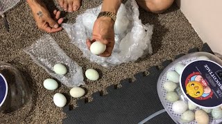 Triocottage Araucana eggs First time dry hatch part 1