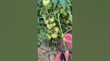 Technique for cutting plants with sharp scissors #shorts