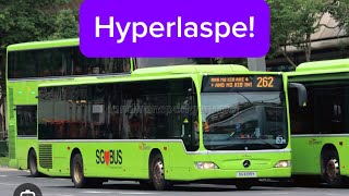 SBs Transit 262 | AMK Feeder service (Hyperlaspes)