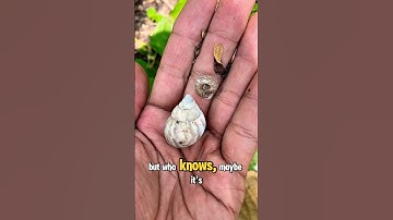 Snail shells #shorts #trending #viral