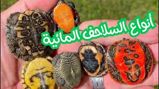 انواع السلاحف المائية