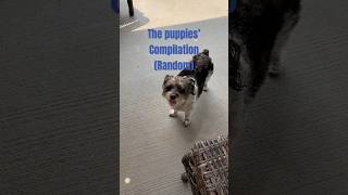 The Puppies’ Random Video Compilation #funny #meme #dogs #cutedogs #puppies