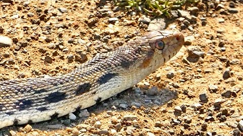 Pacific Gophersnake by James Kusz