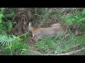 tir d'un chevreuil a l'arc / roe deer bowhunting    HD