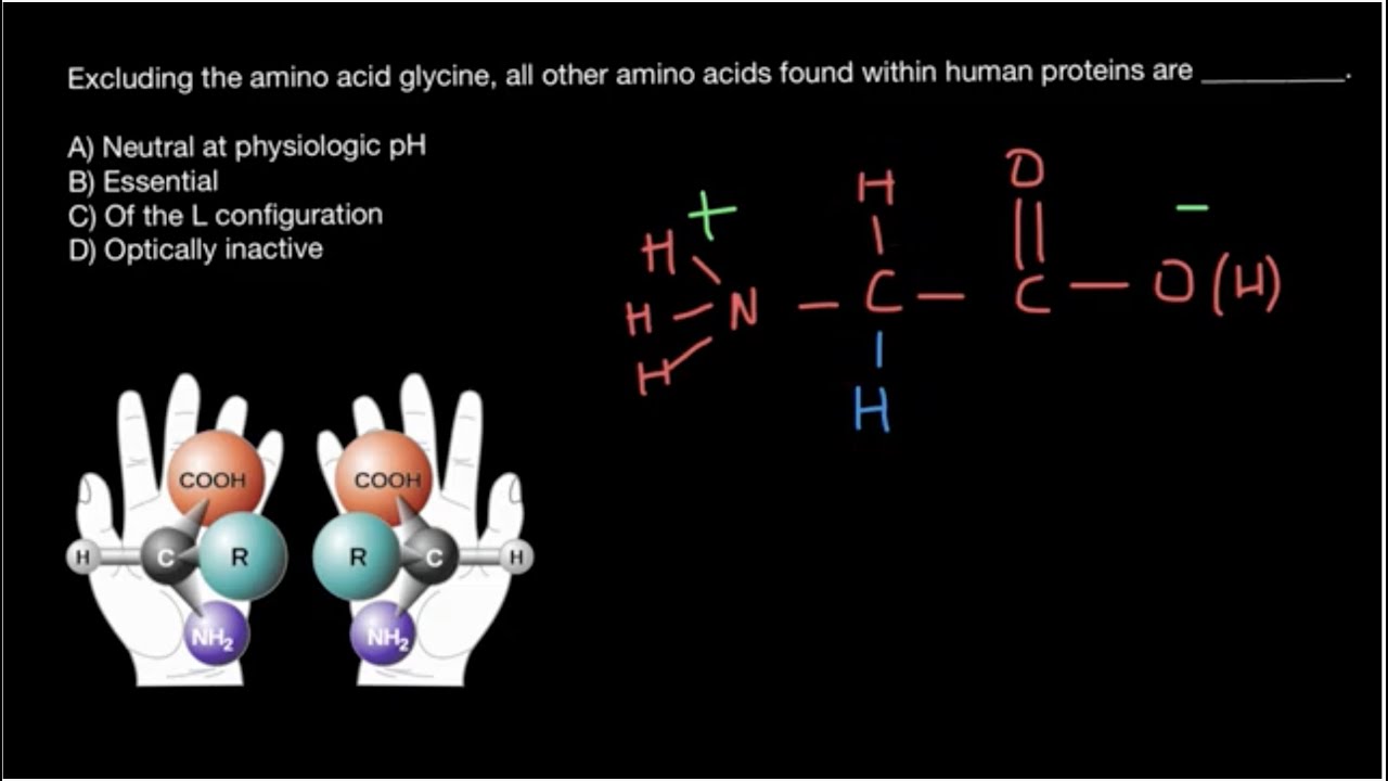 D Amino Acid And L Amino Acid L and D Amino Acids Explained - YouTube