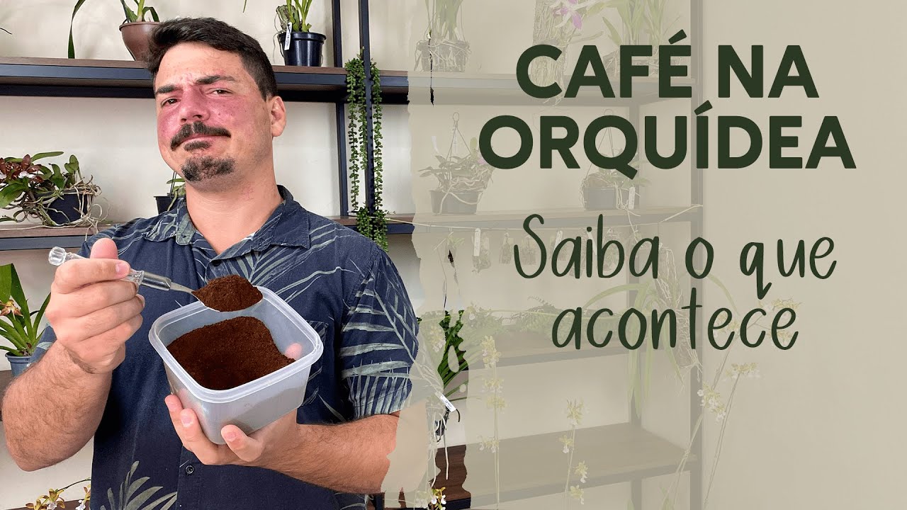 CAFÉ NA ORQUÍDEA - Saiba o que acontece