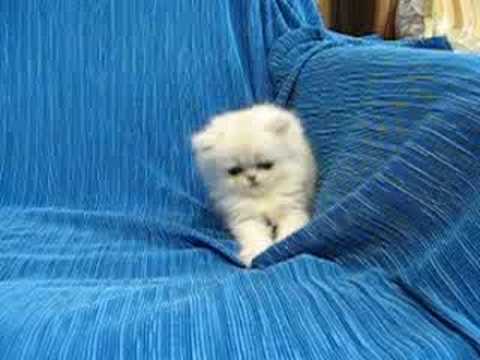 Male Chinchilla Silver Persian Kitten. Cattery GELIOS.