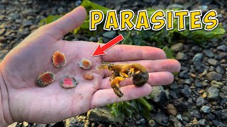 Extremely SATISFYING Shrimp Parasite Removals | NEW December 2022