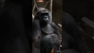 Two Gorillas both relaxing on the opposite sides of the room.