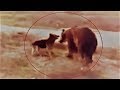 German Shepherd doesn't even flinch when bear charges it!!!