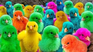 Menangkap ayam lucu, ayam rainbow, ayam warna warni, bebek, kelinci, hamster, marmut, kura kura