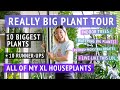REALLY BIG PLANT TOUR: All of my most massive houseplants!