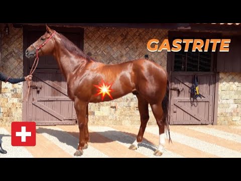 Vídeo: Hepatite Em Cavalos