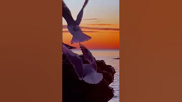 Belalim Kederli Musiqi 