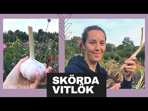 Video: Vad ska jag göra om vitlöksbladen blir gula på våren