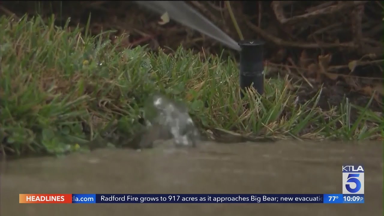 Outdoor water ban begins for millions of MWD customers YouTube