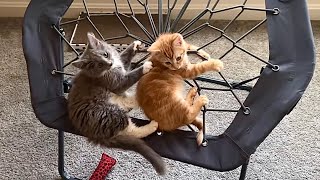 Two Adorable Kittens Having more Fun, and try out the Ropes! by The Juice Productions  522 views 7 months ago 1 minute, 4 seconds