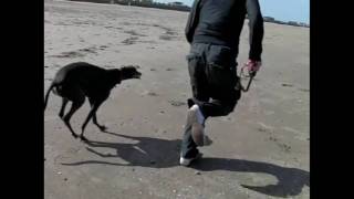 Greyhounds at Beach - Slow Motion