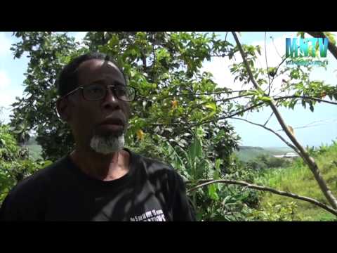 Vidéo: Contusion Commune Comme Plante Médicinale