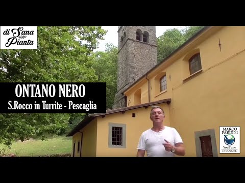 Video: Fodera In Ontano (44 Foto): Prodotti In Ontano Nero, Recensioni