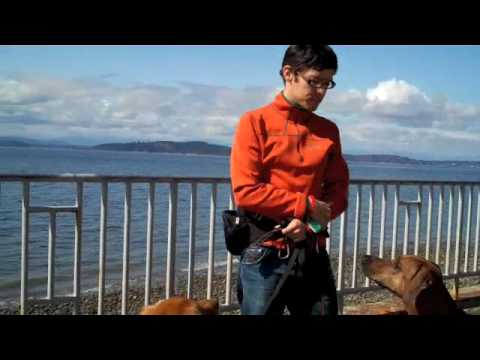 loose-leash-walking-with-david-the-dog-trainer