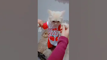عندي قطة وانت لأ 