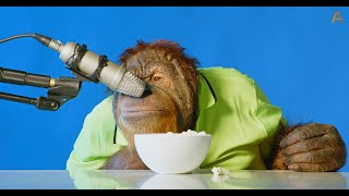 Animalia's Orangutan Prince eating ASMR