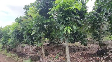 950 triệu sở hữu ngay 2000m2 vườn sầu riêng đang thu mạnh có 68m mặt tiền