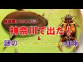 神奈川で60年ぶりのコガタノゲンゴロウを採集⁉︎謎のキバラコガタノゲンゴロウの正体について