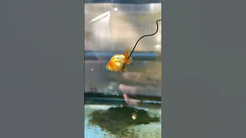 My goldfish grew a second tail