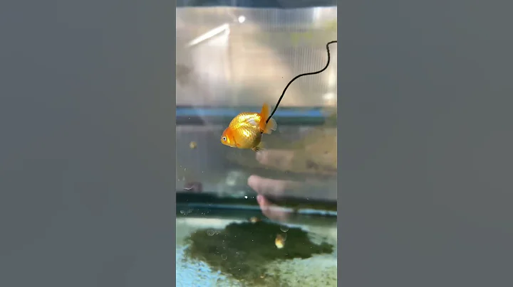 My goldfish grew a second tail - DayDayNews