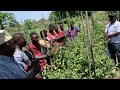 Tazama Mbegu Bora Nyanya Shamba Dalasa La Nyanya Tomato Mwangaza Mbegu Ya Syova Seed 0744479793 Tazama Mbegu Bora Nyanya Shamba Dalasa La Nyanya Tomato Mwangaza Mbegu Ya Syova Seed 0744479793