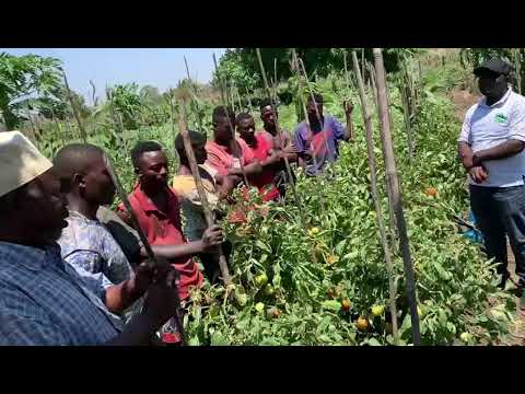 Video: Jamu nene isiyo na mbegu ya cherry kwa msimu wa baridi