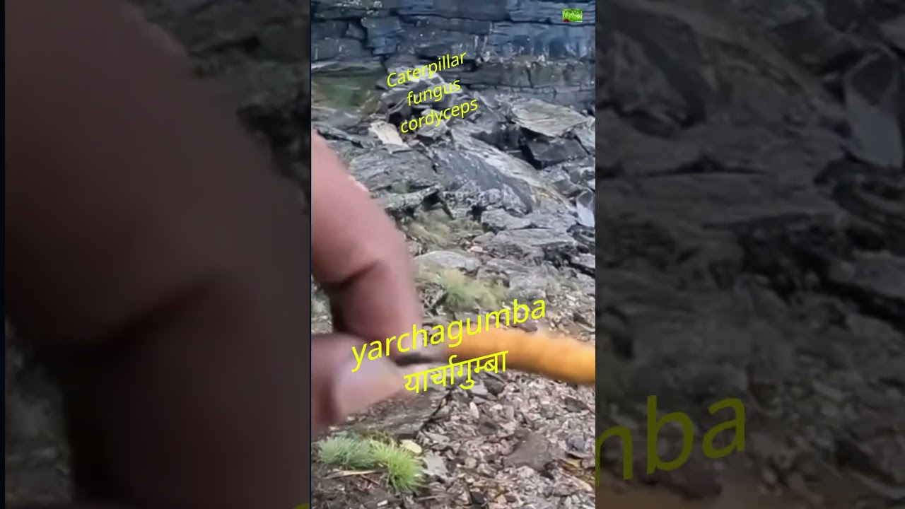 Yarchagumba | sex effect????