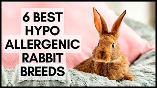 6 Best Hypoallergenic Rabbit Breeds