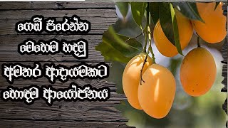 ගෙඩි පිරෙන්න අඹ හදමුද විශ්‍රාම සුවය සතුටින් විදින්න හොදම ආයෝජනය මෙන්න | mango cultivation