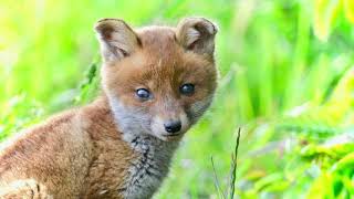 Wildlifephotography / Photographie animalière / Out of Sight / Au Loin des Regards /  David Wagener