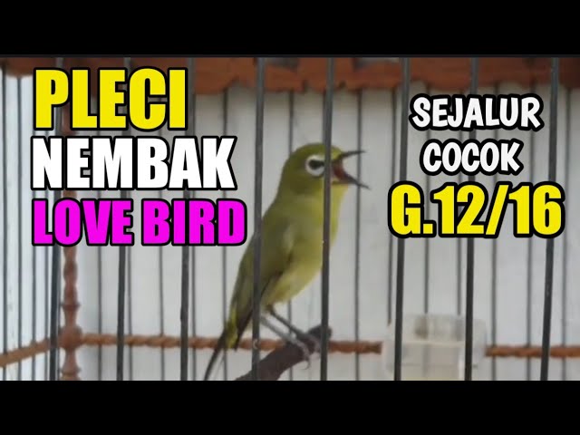 PLECI nembak Lovebird volume+++ 🏆 Pleci Juara class=