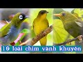 10 loi chim vnh khuyn c v p v n tng trn th gii  t bird tv