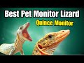 Quince monitor species profile