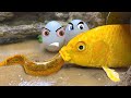 Goldfish eat eels, doodles expression eggs, experiment anomalous cooking - Stop motion Doodland