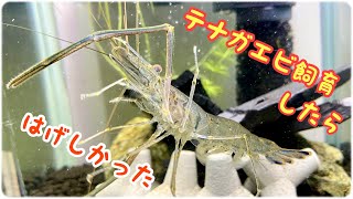 テナガエビ飼育したらはげしかった Youtube