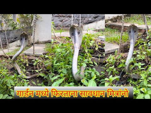 😱🐍गार्डन मध्ये फिरताना सावधान मित्रांनो🐍😳