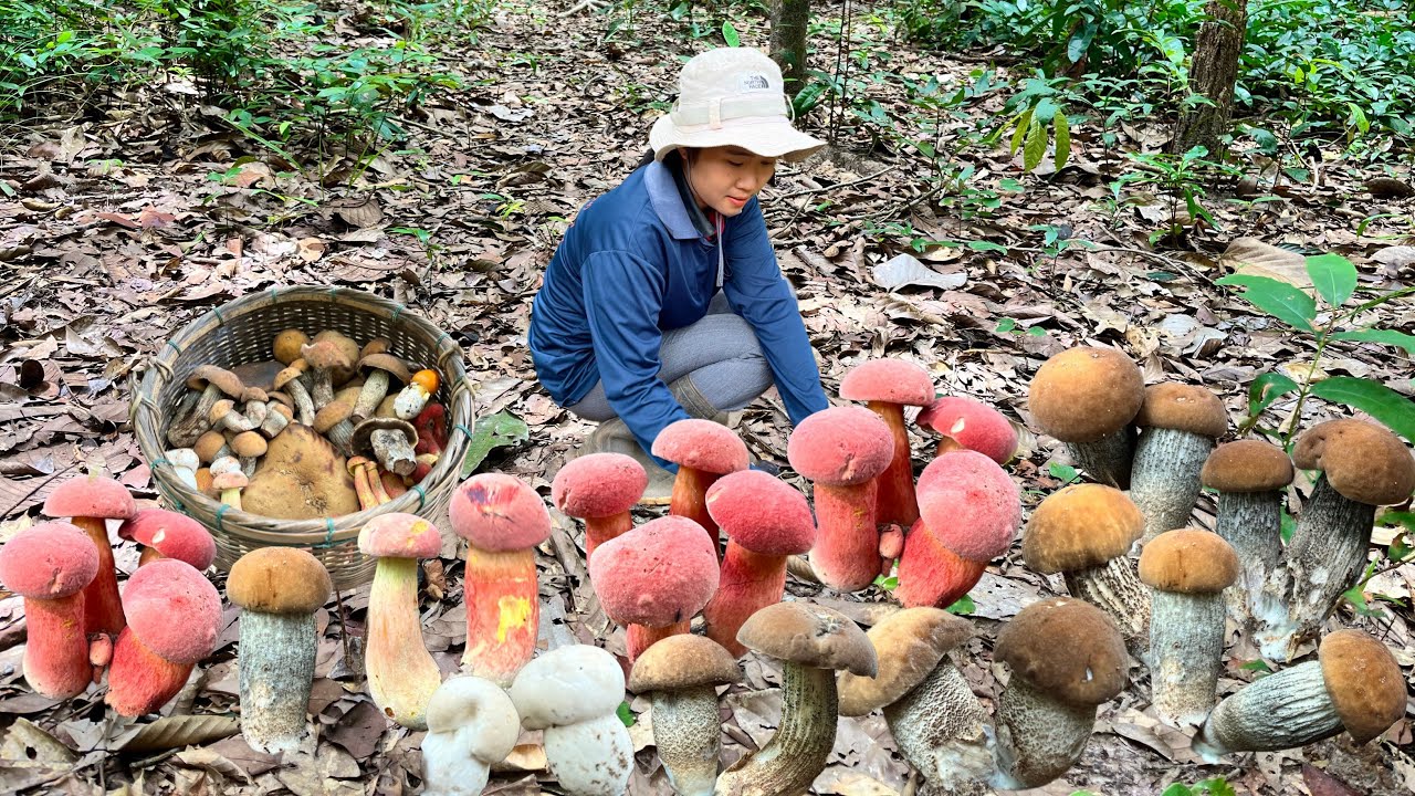 !!เห็ดผึ้งแดงคราม!!เห็ดผึ้งขาลาย!!มีแต่ดอกสวยๆจ้า6/ส.ค/2568