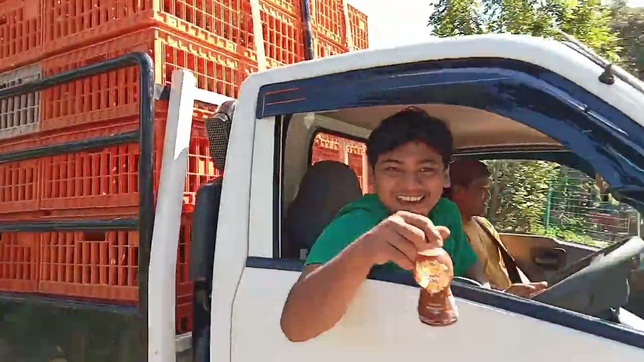 kirim bibit petelur 2600 ekor