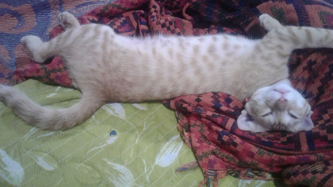 Simba..! Funny Moments.🐾😂 #viralvideo #youtubeshorts #shortsvideo #shorts #simba  #viral #shortvideo