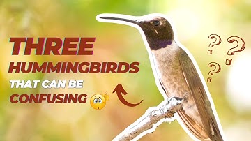 Three Hummingbirds That Can Be Confusing