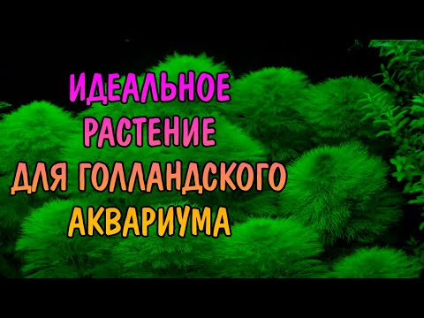 АМБУЛИЯ КОРОЛЕВСКАЯ ( Limnophila aquatica )